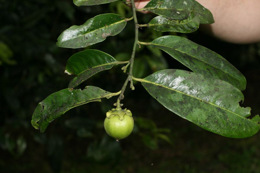 Ebenaceae Diospyros 