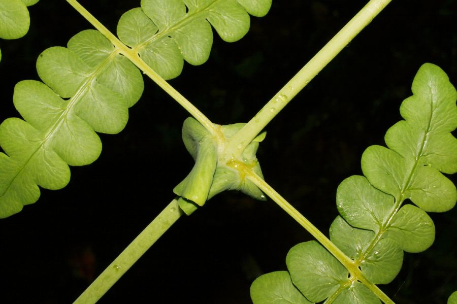 Dennstaedtiaceae Histiopteris incisa