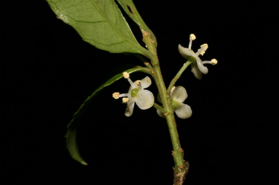 Aquifoliaceae Ilex pallida