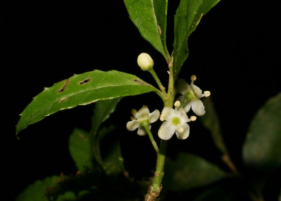 Aquifoliaceae Ilex pallida