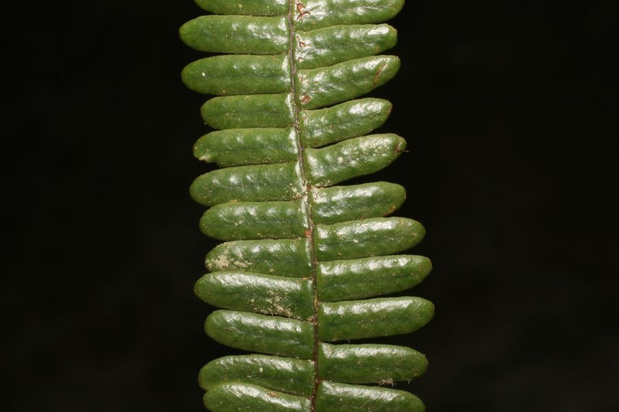 Grammitidaceae Melpomene xiphopteroides