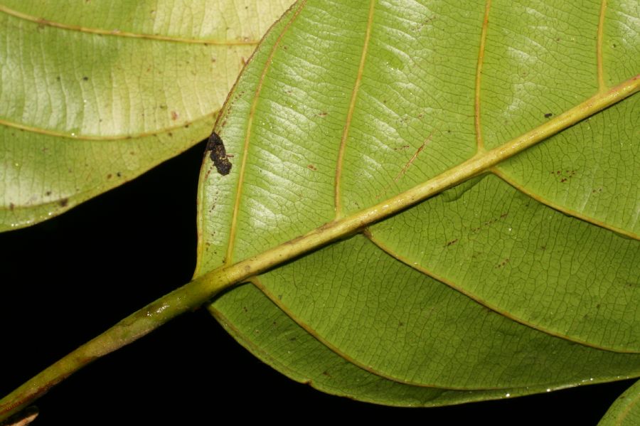 Coulaceae Minquartia guianensis