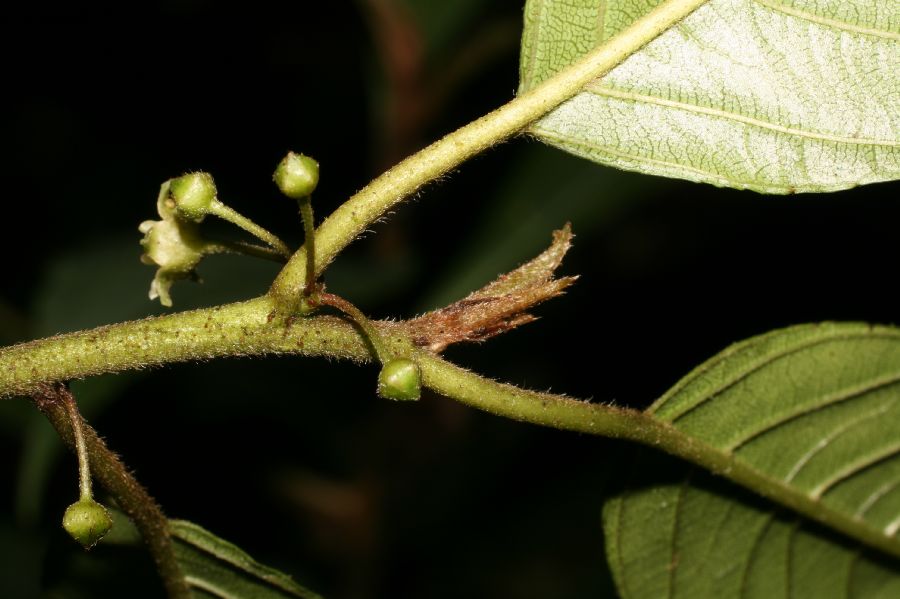 Rhamnaceae Rhamnus 