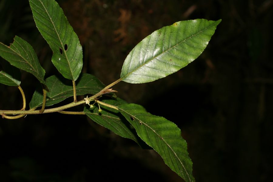 Rhamnaceae Rhamnus 