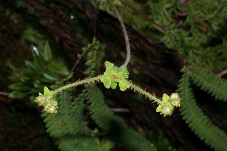 Gleicheniaceae Sticherus revoluta