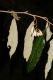 image of Styrax argenteus