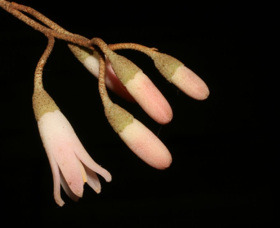 Styracaceae Styrax argenteus