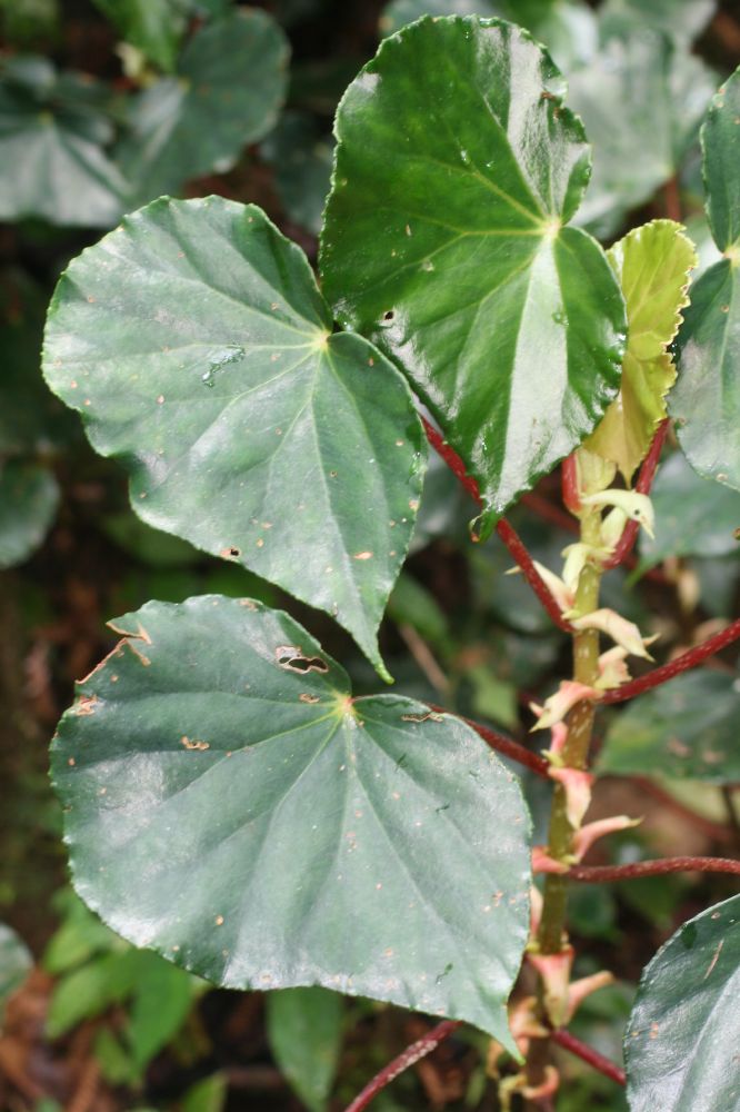 Begoniaceae Begonia multinerva