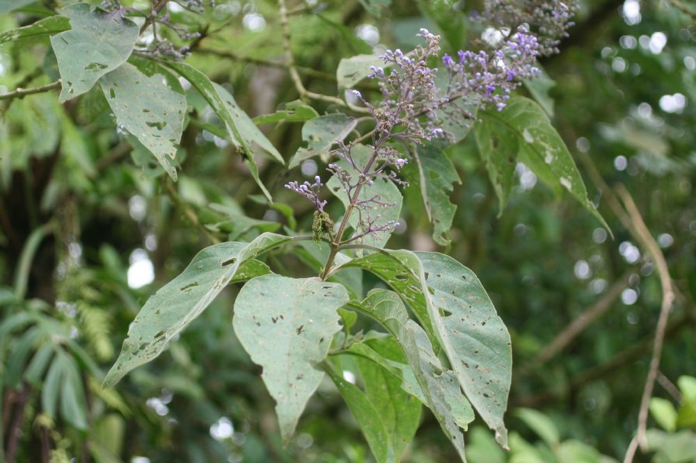 Lamiaceae Cornutia pyramidata