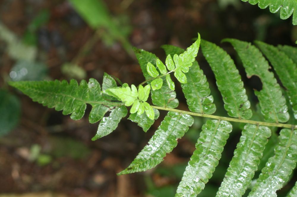 Athyriaceae Diplazium urticifolium