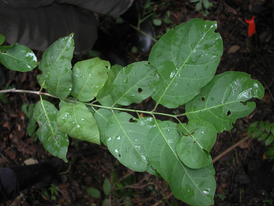 Combretaceae Combretum farinosum