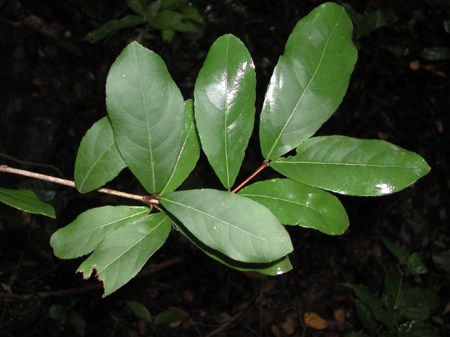 Celastraceae Semialarium mexicanum