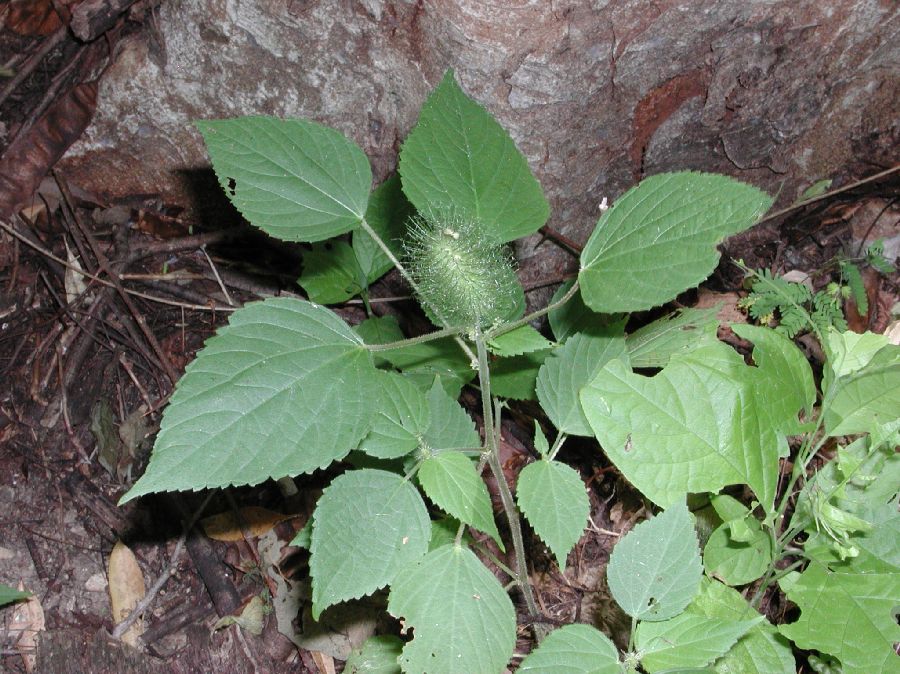 Euphorbiaceae Acalypha alopecuroides