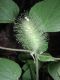 image of Acalypha alopecuroides