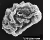image of Elaphoglossum crinitum