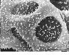 image of Elaphoglossum blepharis
