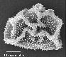 image of Elaphoglossum ciliatum