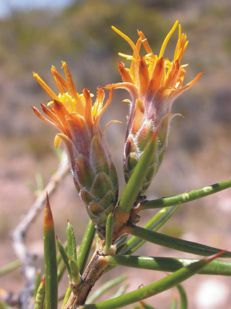 Asteraceae Chuquiraga hystrix