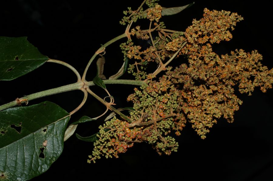 Scrophulariaceae Buddleja 