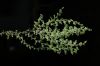 image of Hymenophyllum undulatum
