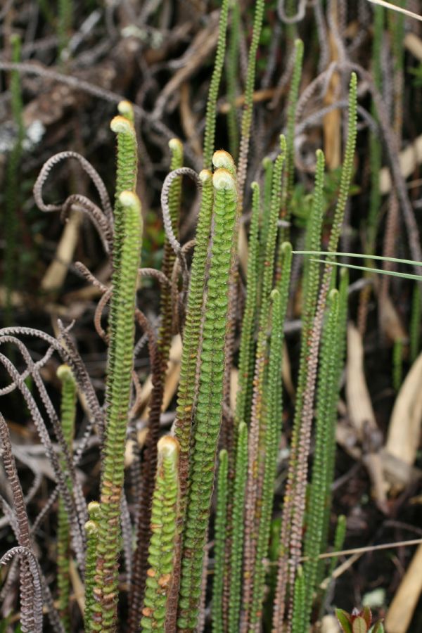 Pteridaceae Jamesonia alstonii