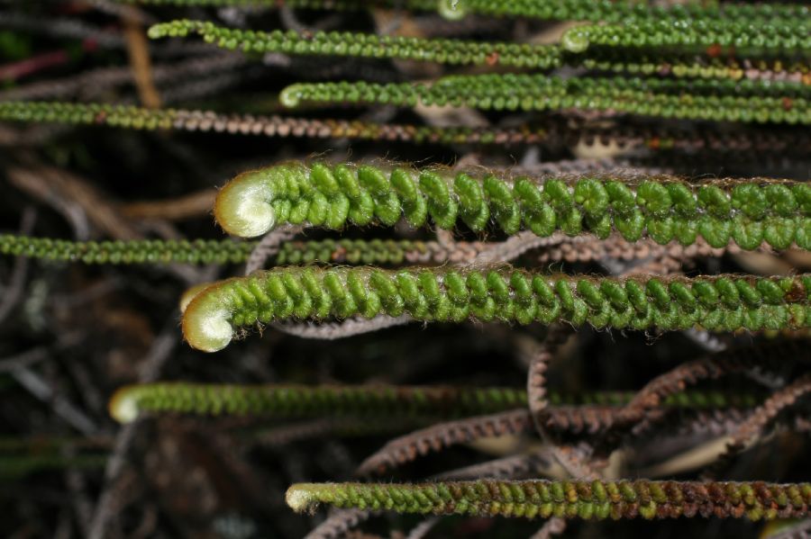 Pteridaceae Jamesonia alstonii