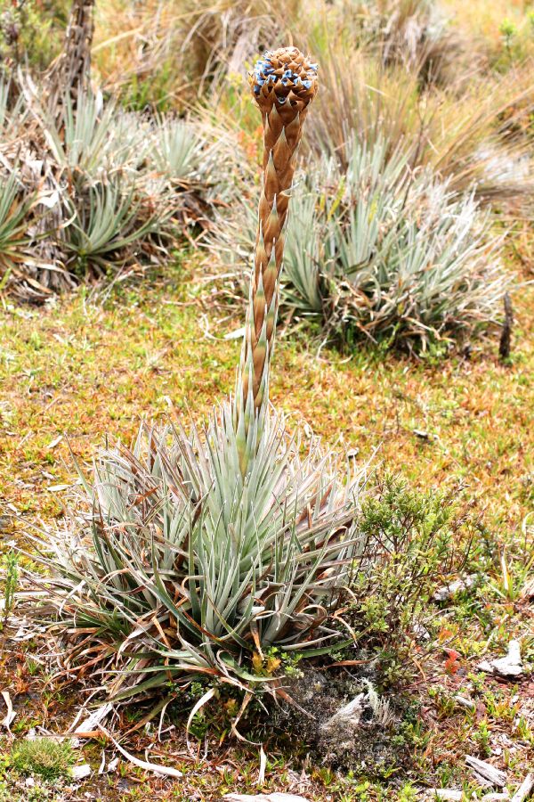 Bromeliaceae Puya dasylirioides