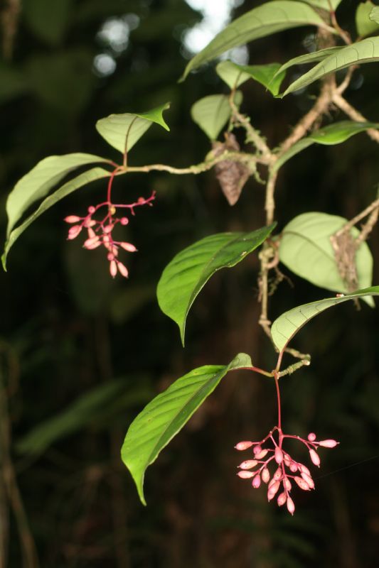 Nyctaginaceae Neea 