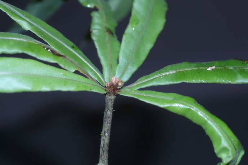 Oleandraceae Oleandra decurrens