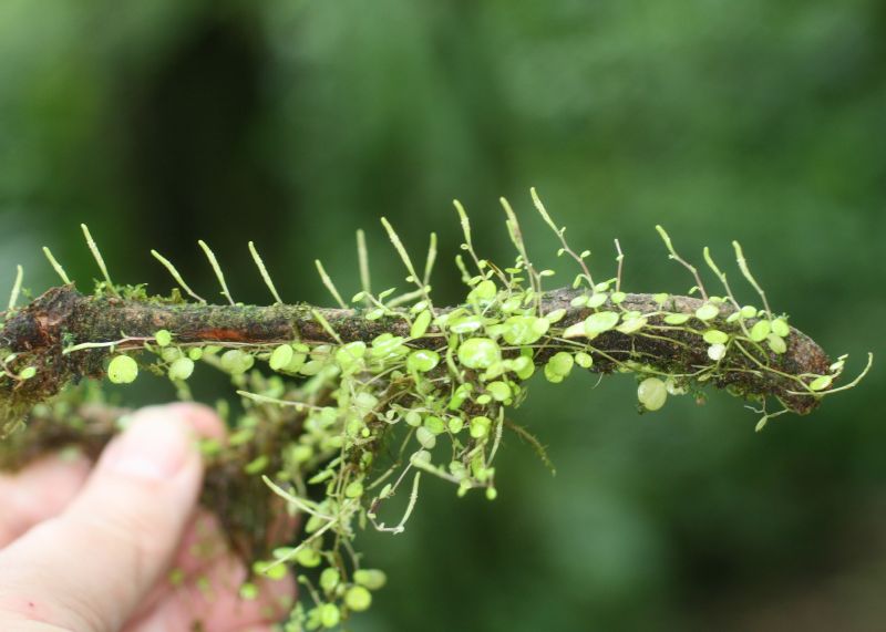 Piperaceae Peperomia emarginata