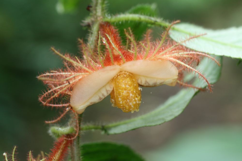Gesneriaceae Drymonia 