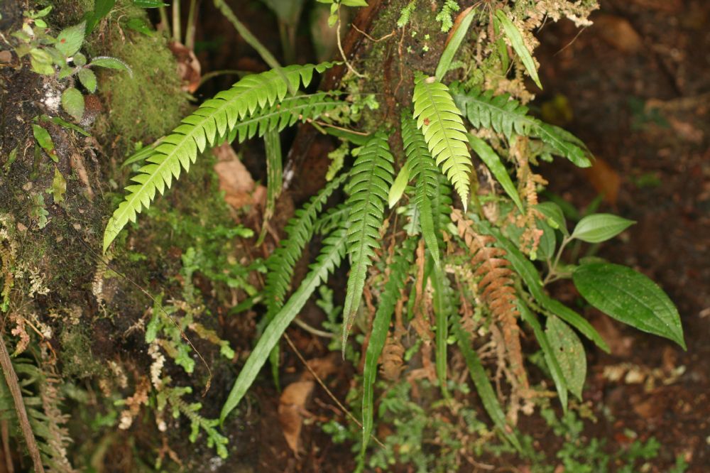 Blechnaceae Lomaridium fragile