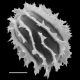 image of Megalastrum biseriale