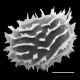 image of Megalastrum reductum