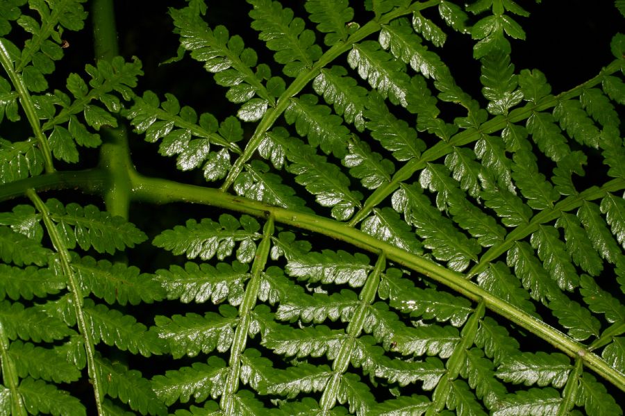 Marattiaceae Eupodium laeve