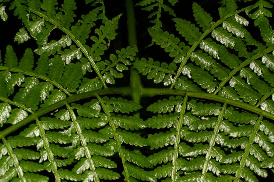 Marattiaceae Eupodium laeve