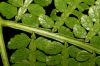 image of Eupodium laeve