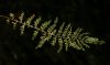 image of Hymenophyllum myriocarpon