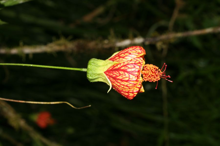 Malvaceae Hibiscus 