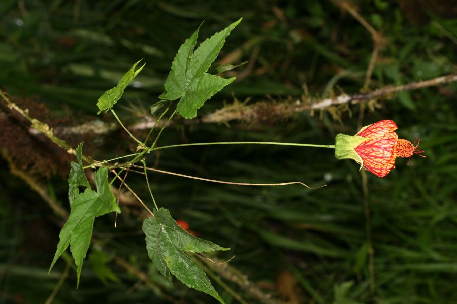 Malvaceae Hibiscus 