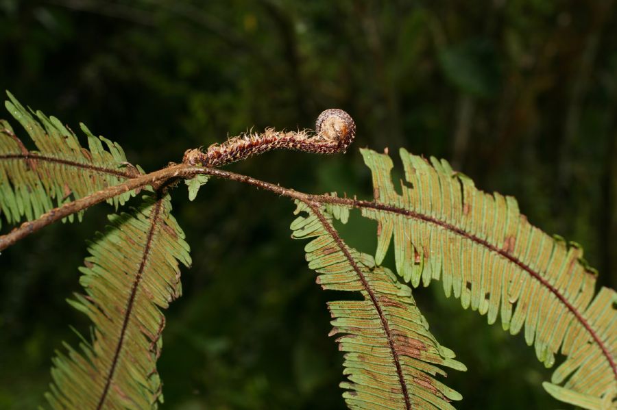 Gleicheniaceae Sticherus rubiginosus