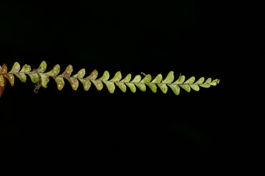 Polypodiaceae Ascogrammitis 