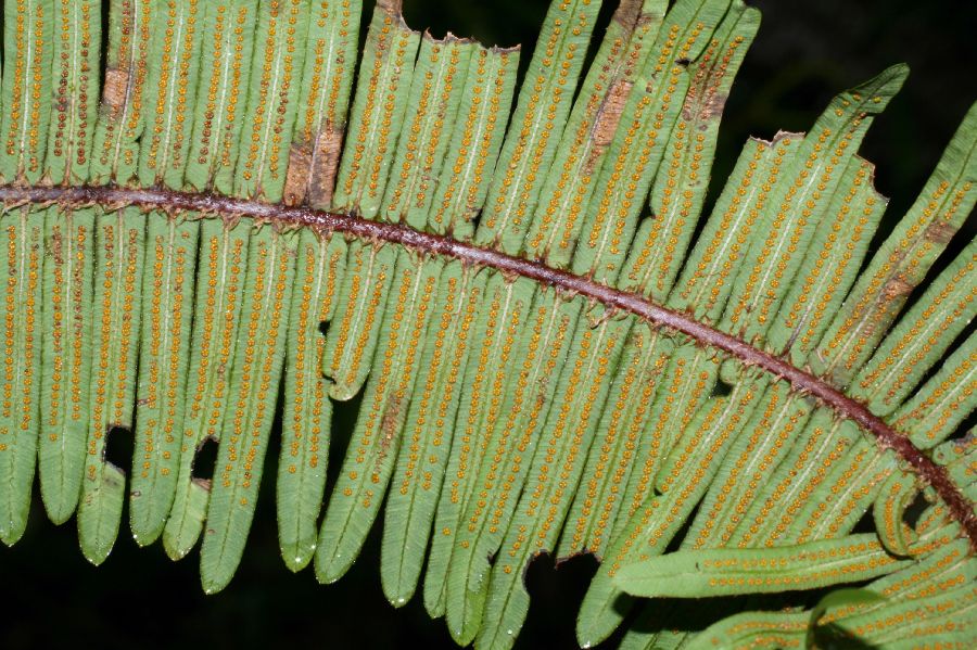 Gleicheniaceae Sticherus rubiginosus