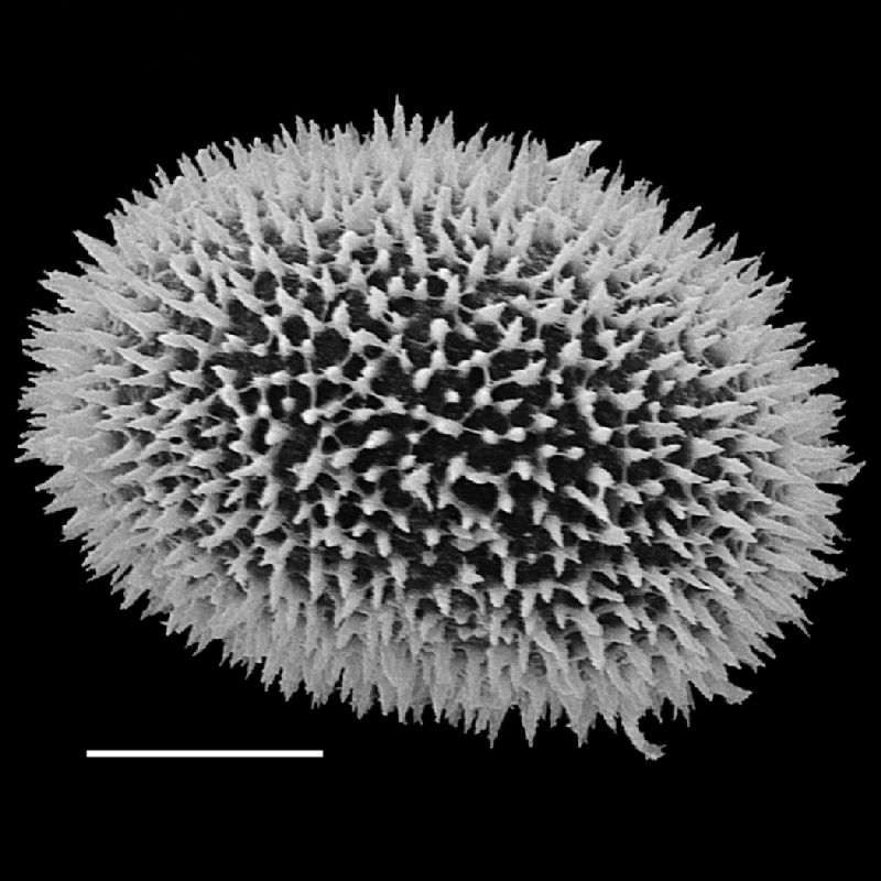 Dryopteridaceae Megalastrum nanum
