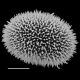 image of Megalastrum nanum