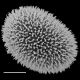 image of Megalastrum nanum
