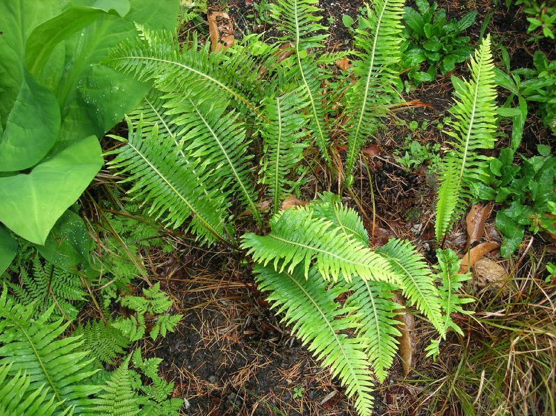 Blechnaceae Lomaria nuda