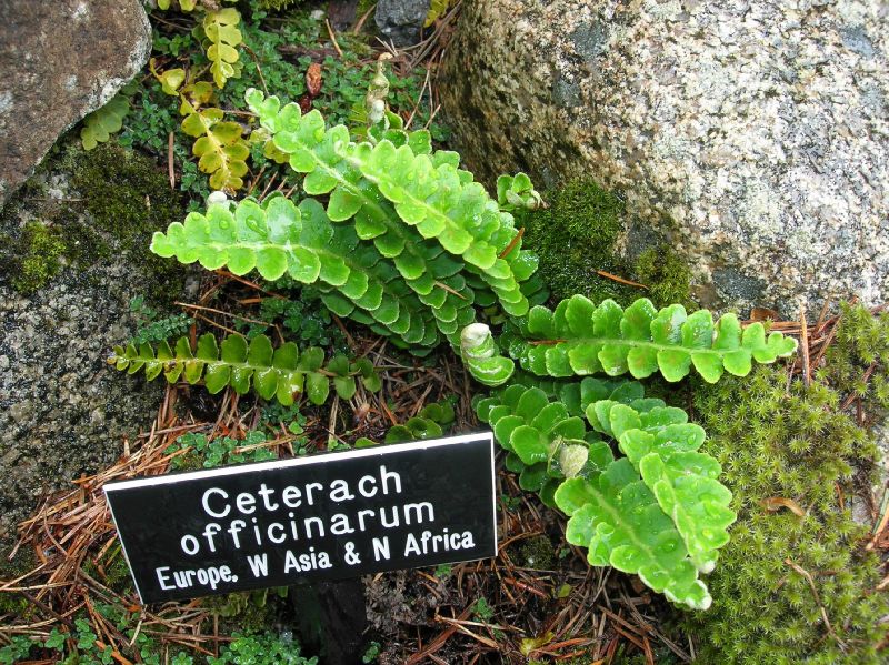 Aspleniaceae Asplenium officinale