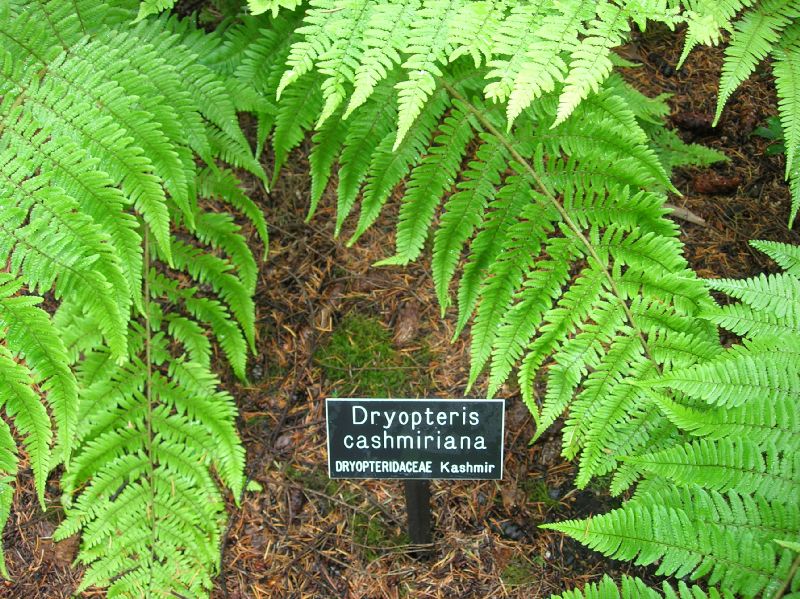 Dryopteridaceae Dryopteris cashmiriana