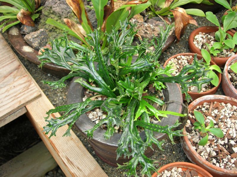 Polypodiaceae Lepisorus thunbergianus